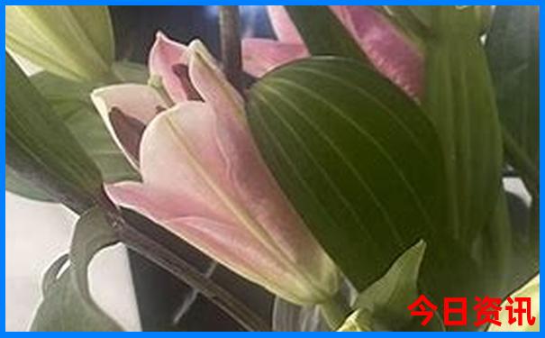 云南十大草原排名